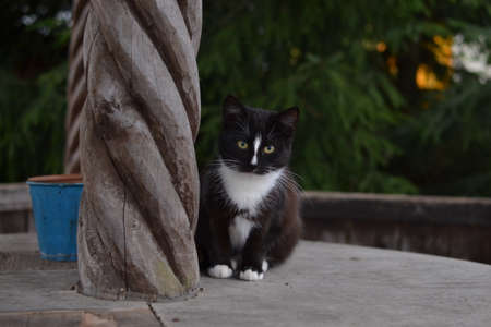 Black and white cat in a gazeboの写真素材