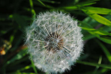 Dandelion Flower