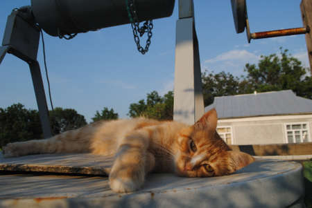 Red cat is resting on the wellの写真素材