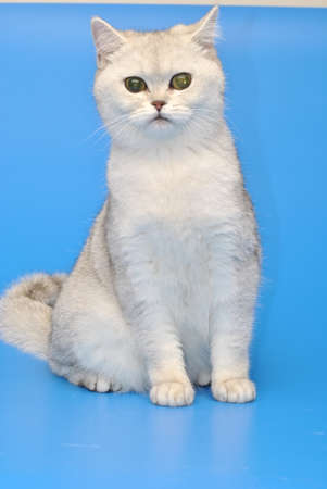 White fluffy purebred cat on a blue backgroundの写真素材