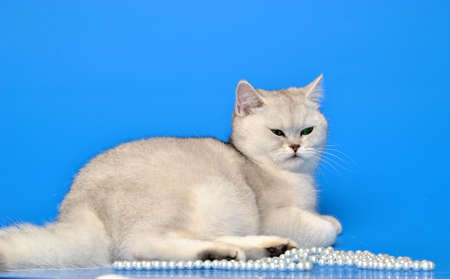 White cat with beads on a blue backgroundの写真素材