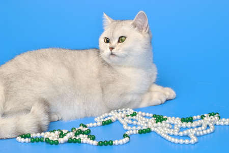 White cat with beads on a blue backgroundの写真素材