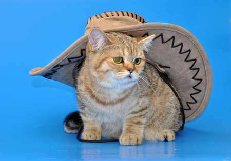 Brown cute kitten in a hat on a blue backgroundの写真素材