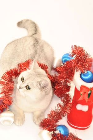White cat with Christmas toysの写真素材