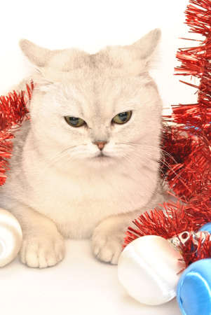 White cat with Christmas toysの写真素材