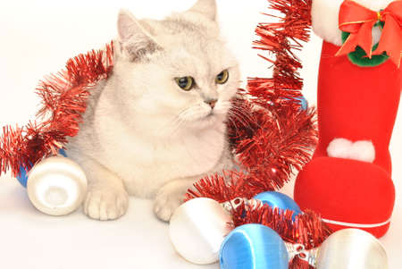 White cat with Christmas toysの写真素材