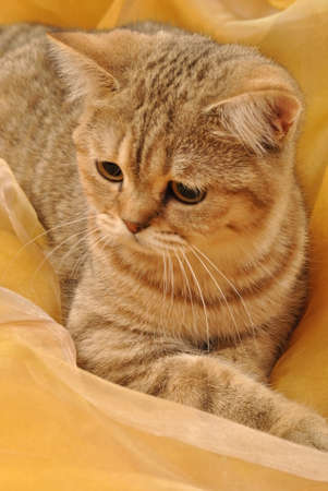 Gray kitten on a yellow backgroundの写真素材