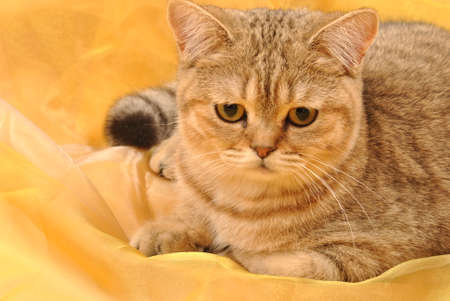 Gray kitten on a yellow backgroundの写真素材