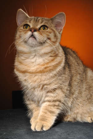 Cat on an orange backgroundの写真素材