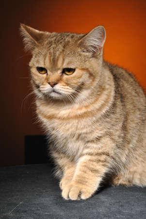 Cat on an orange backgroundの写真素材