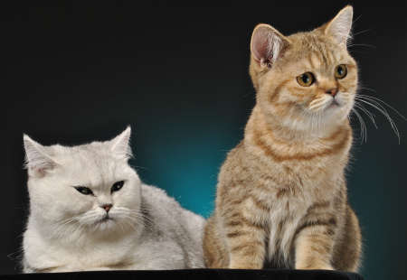 Two cats white and redの写真素材