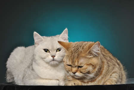 Two cats white and redの写真素材