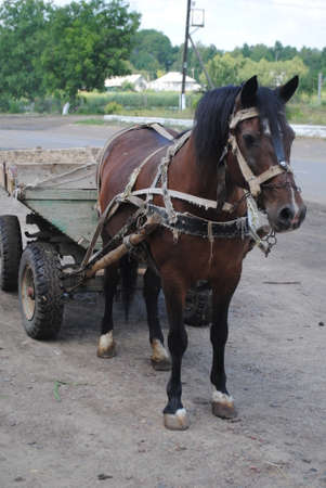 A horse and cart standing on the roadの写真素材