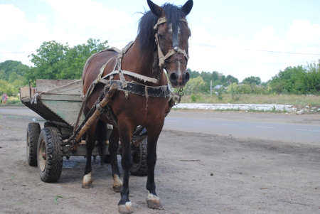 A horse and cart standing on the roadの写真素材