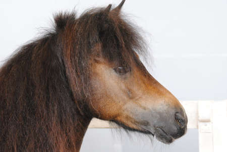 horse headの写真素材
