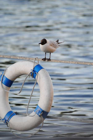 Seagull on the sea with a circleの写真素材