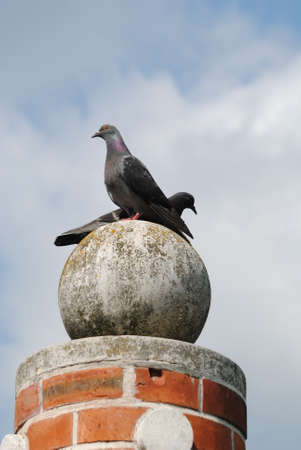 Two doves on a stone bowlの写真素材