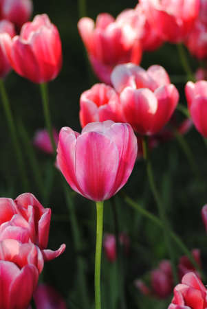 red tulipの写真素材