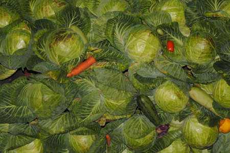 harvest of cabbageの写真素材