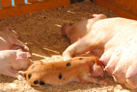 Pig breastfeed their childrenの写真素材