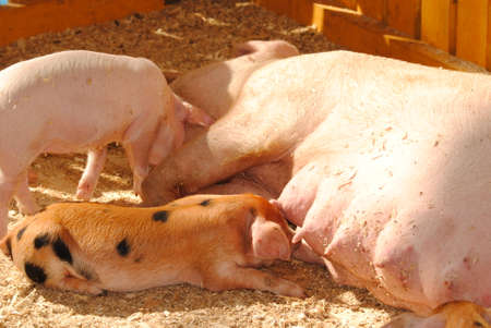 Pig breastfeed their childrenの写真素材