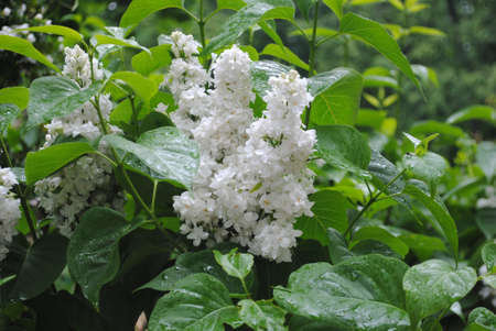 White lilac in springの写真素材