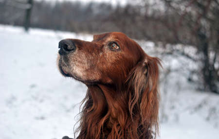 Scottish spaniel in the snowの写真素材