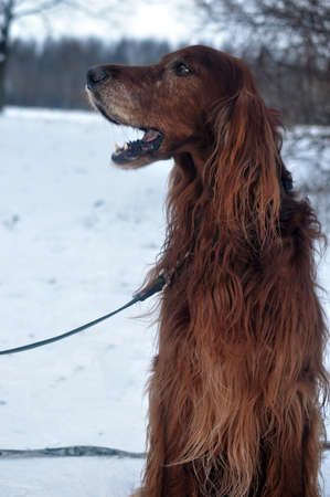 Scottish spaniel in the snowの写真素材