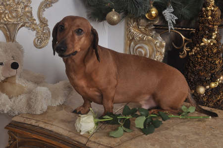Dachshund gentleman with a white roseの写真素材