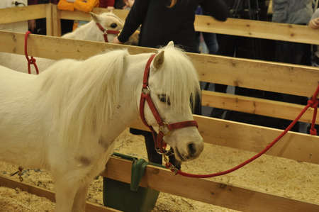 Profile of a white ponyの写真素材