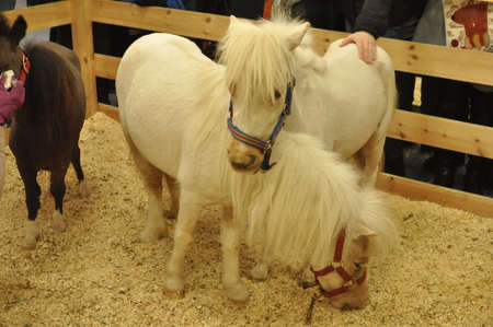 Two white poniesの写真素材