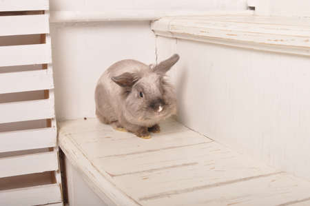 Rabbit on the wooden backgroundの写真素材