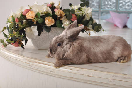 Grey Hare near a basket of flowers restingの写真素材
