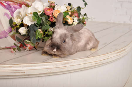 Grey hare with flowersの写真素材