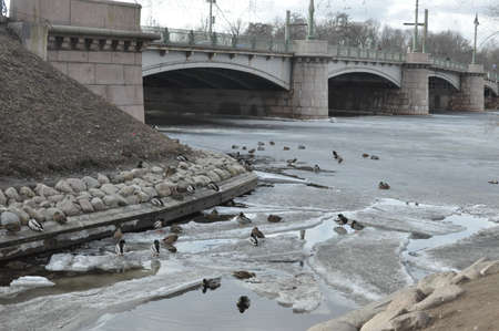 Ducks on a stone island in the park near the bridge of St. Petersburg in the springの写真素材