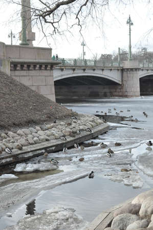 Ducks near the bridge on the stone islandの写真素材