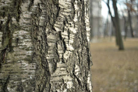 Russian traditional birchの写真素材