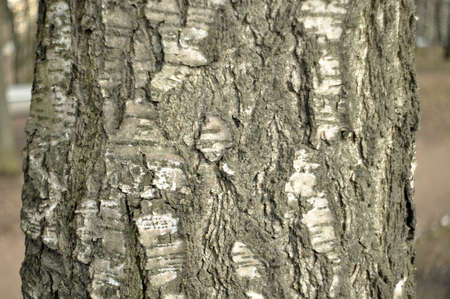 Russian traditional birchの写真素材
