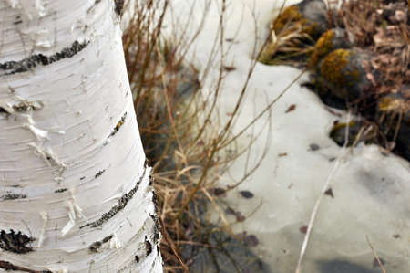 Birch near springの写真素材