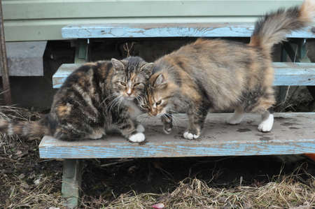 Two cats together on a blue porchの写真素材