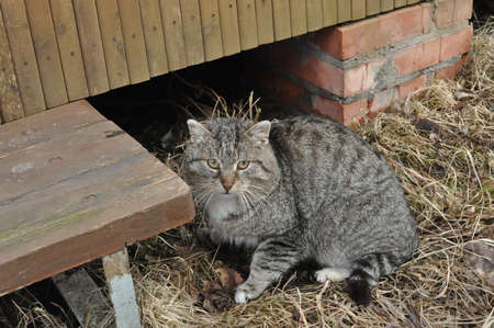 cat on the porch near the houseの写真素材