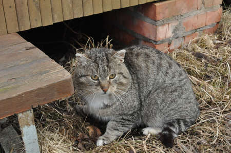 cat on the porch near the houseの写真素材