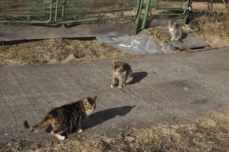 Three cats on the roadの写真素材