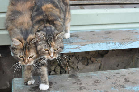 Two cats descend from the step on the porch
