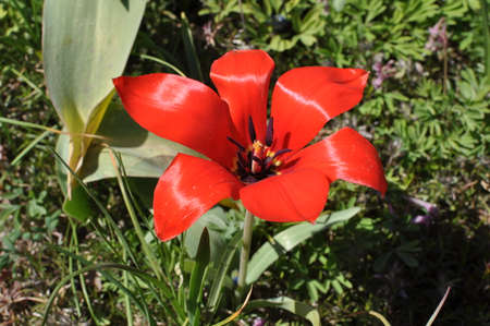 red tulipの写真素材