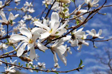 Branch of a beautiful white delicate magnoliaの写真素材