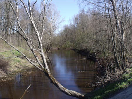 forest Lakeの写真素材