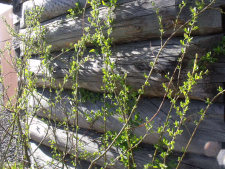 log wallの写真素材