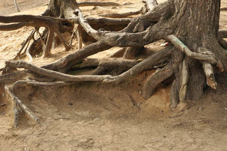 Tree roots in the forestの写真素材