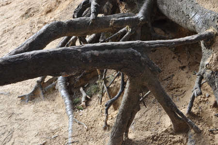 Tree roots in the forestの写真素材